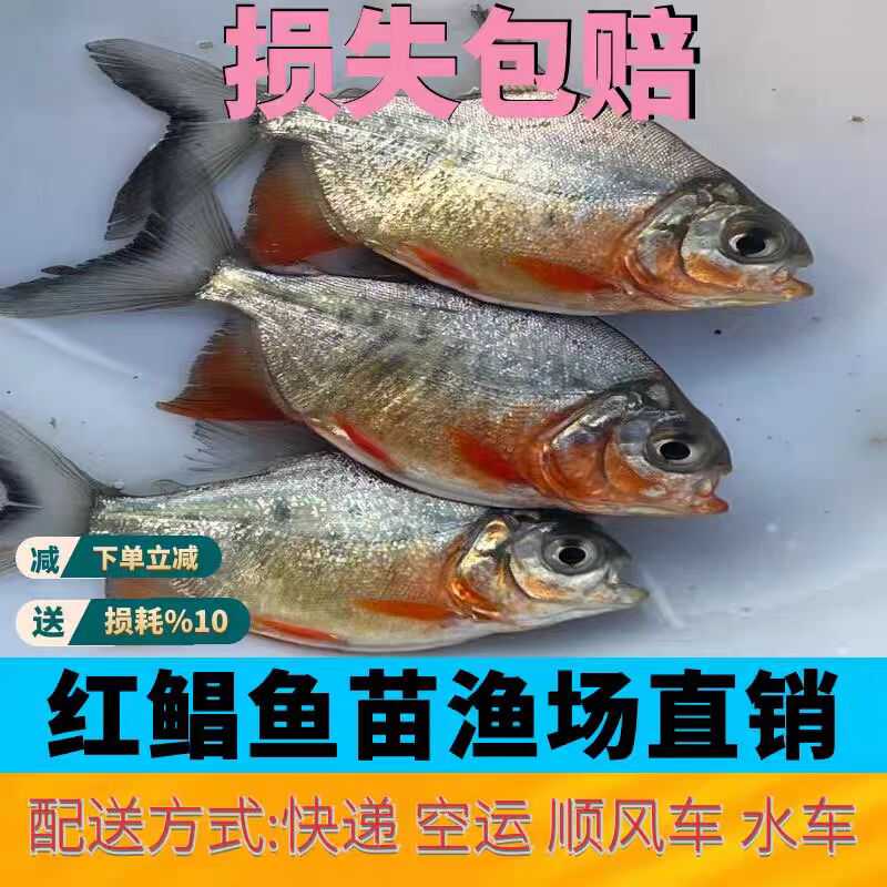 正宗鲳鱼苗红腹鲳鱼淡水养殖白鲳鱼仓鱼苗凶猛食用水产易养观赏鱼 - 图1