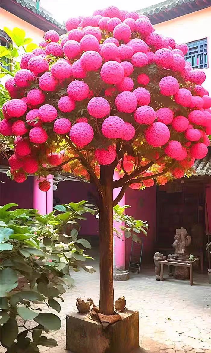 浓香型室内外庭院耐寒风景树树苗大花木本垂丝兰驱蚊虫植物旺宅花 - 图1