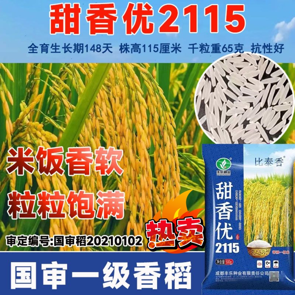 国审一级香稻种子甜香优2115高产杂交水稻种子浓香型长粒香米谷种 - 图3
