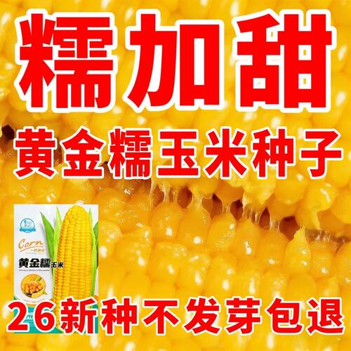 原装黄糯玉米种子农科院新品种非转基因大棒粘玉米杂交大田专用种 - 图0