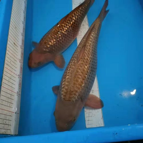 锦鲤 金鱼 活体日本纯种茶鲤锦鲤观赏鱼 风水鱼丹顶锦鲤鱼冷水鱼 - 图1