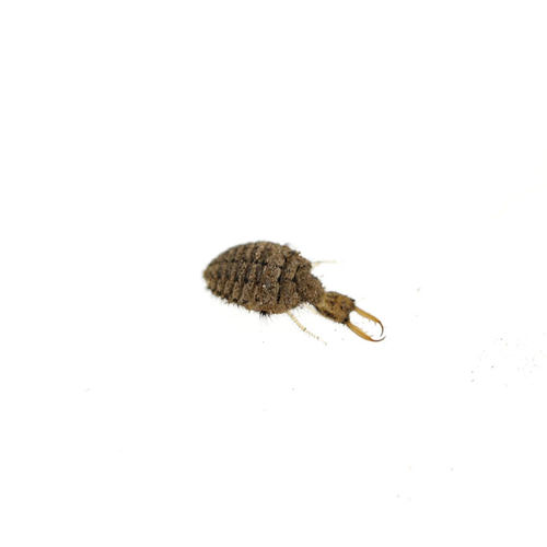 金沙牛活体蚁蛳蚁蛉沙老虎沙谷牛倒退虫地牯牛金砂牛自然观察昆虫 - 图3