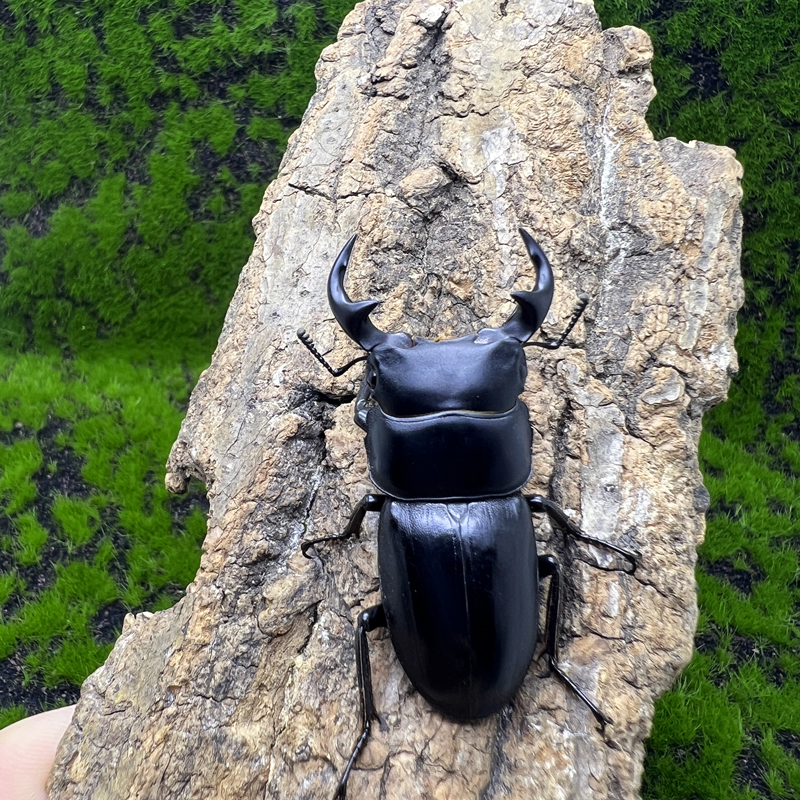 中国大锹中大锹甲锹形虫独角仙宠物甲虫幼虫成虫昆虫活体兜虫爬虫