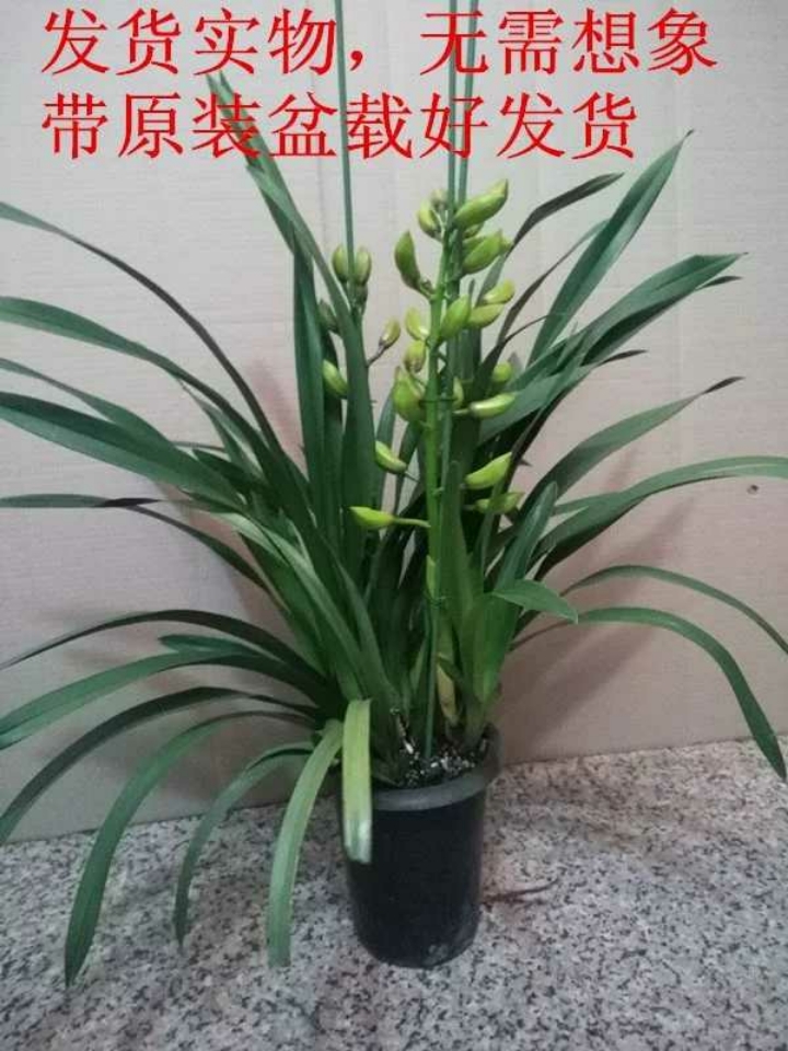 春节室内鲜花盆栽大花蕙兰盆景花卉兰花苗大花惠兰带花苞大慧兰-图1