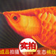 ຮ້ານອາຫານອາເມລິກາປະເທດ 2026 Golden Arowana Cross Stitch