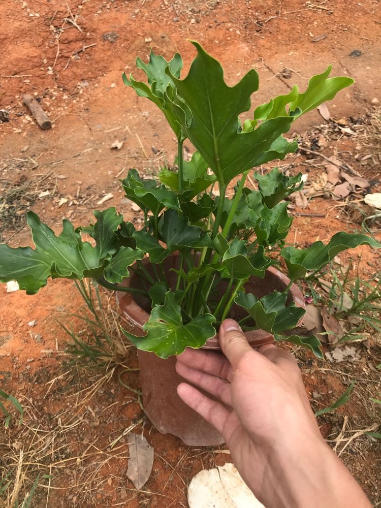 小天使仙羽蔓绿绒春羽水培土培室内观叶植物绿植盆栽净化空气-图2