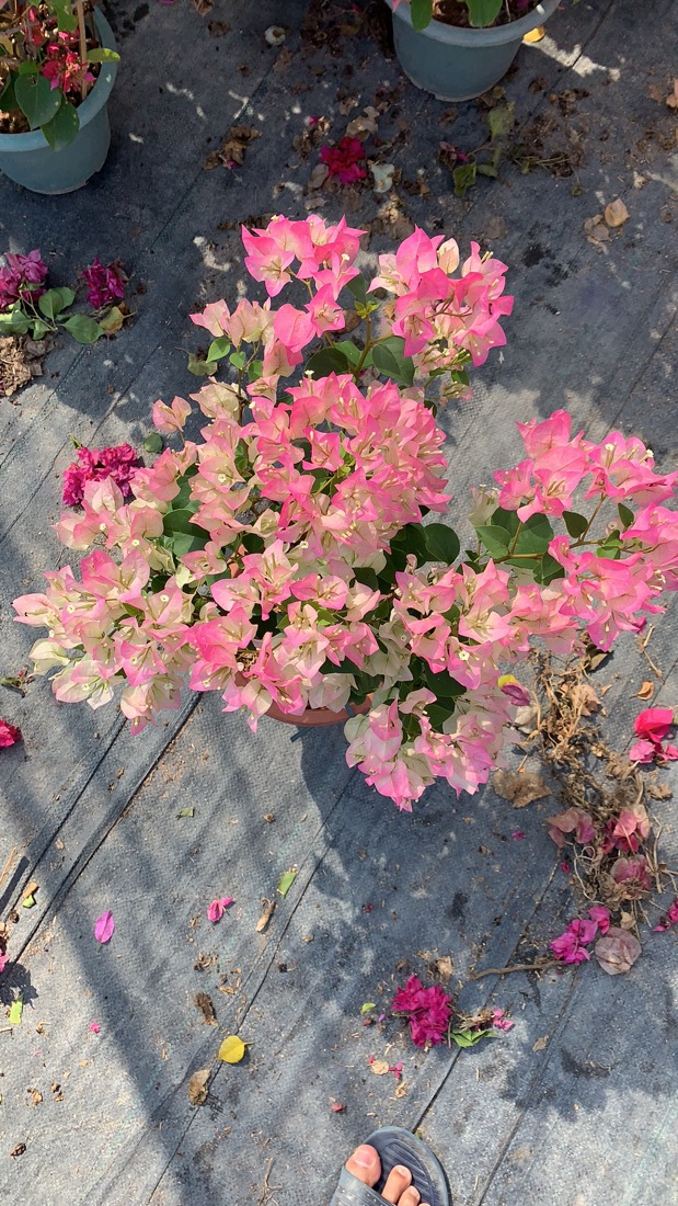 三角梅阳台室外庭院攀援红缨四季开花大苗红樱花卉盆栽可一物一拍