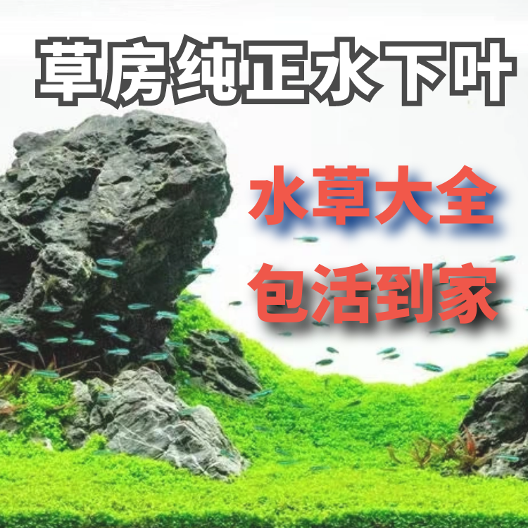 火花谷精百叶日本越南古巴叶底红螺旋烟花中后景水草太阳淡水包邮 - 图1