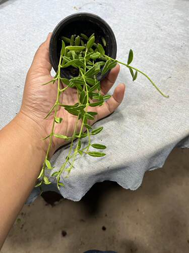 恩格勒球兰 (Hoya Engleriana)进口越南种可爱明亮小叶片耐热耐寒 - 图0