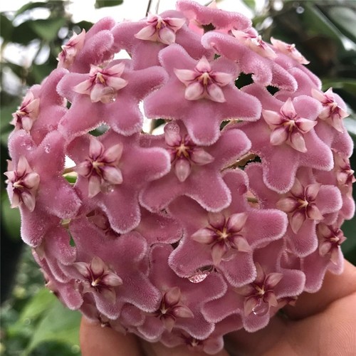 红明园艺球兰直播间一物一拍  垂钓攀岩花园阳台植物 - 图0