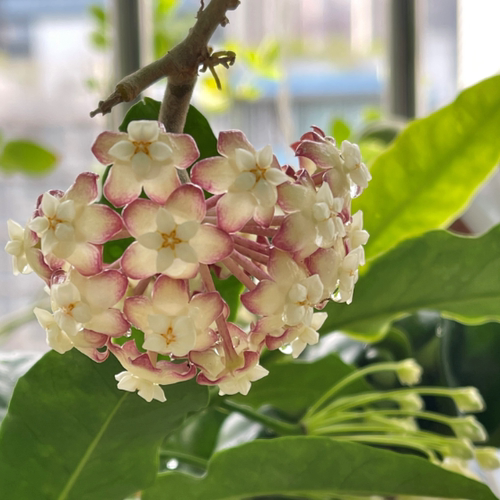 红明园艺球兰直播间一物一拍  垂钓攀岩花园阳台植物 - 图1