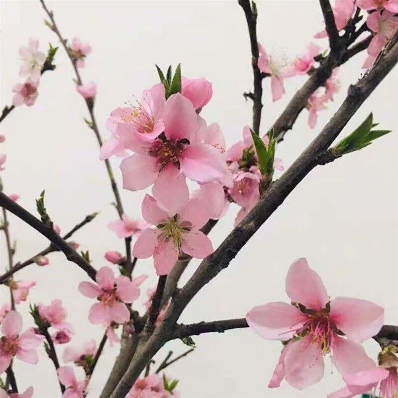  假日搭档活页胶圈