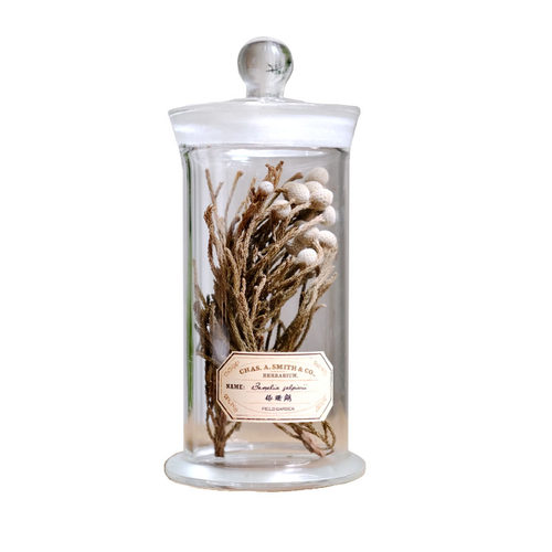 现代创意复古植物标本中药中草药材科普样板书房陈列饰品玻璃瓶 - 图3