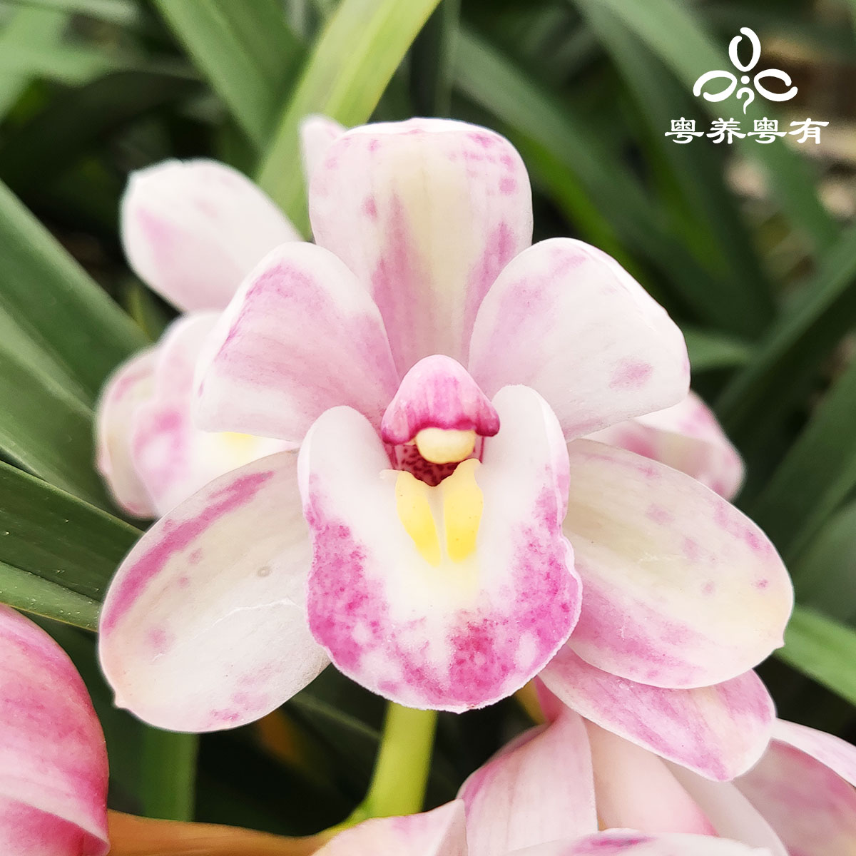 大花蕙兰惠兰粉色醉玲珑樱花香妃兰花苗直销翁源盆栽高端精品珍贵,淘宝优惠券,粉丝福利购,淘宝优惠卷