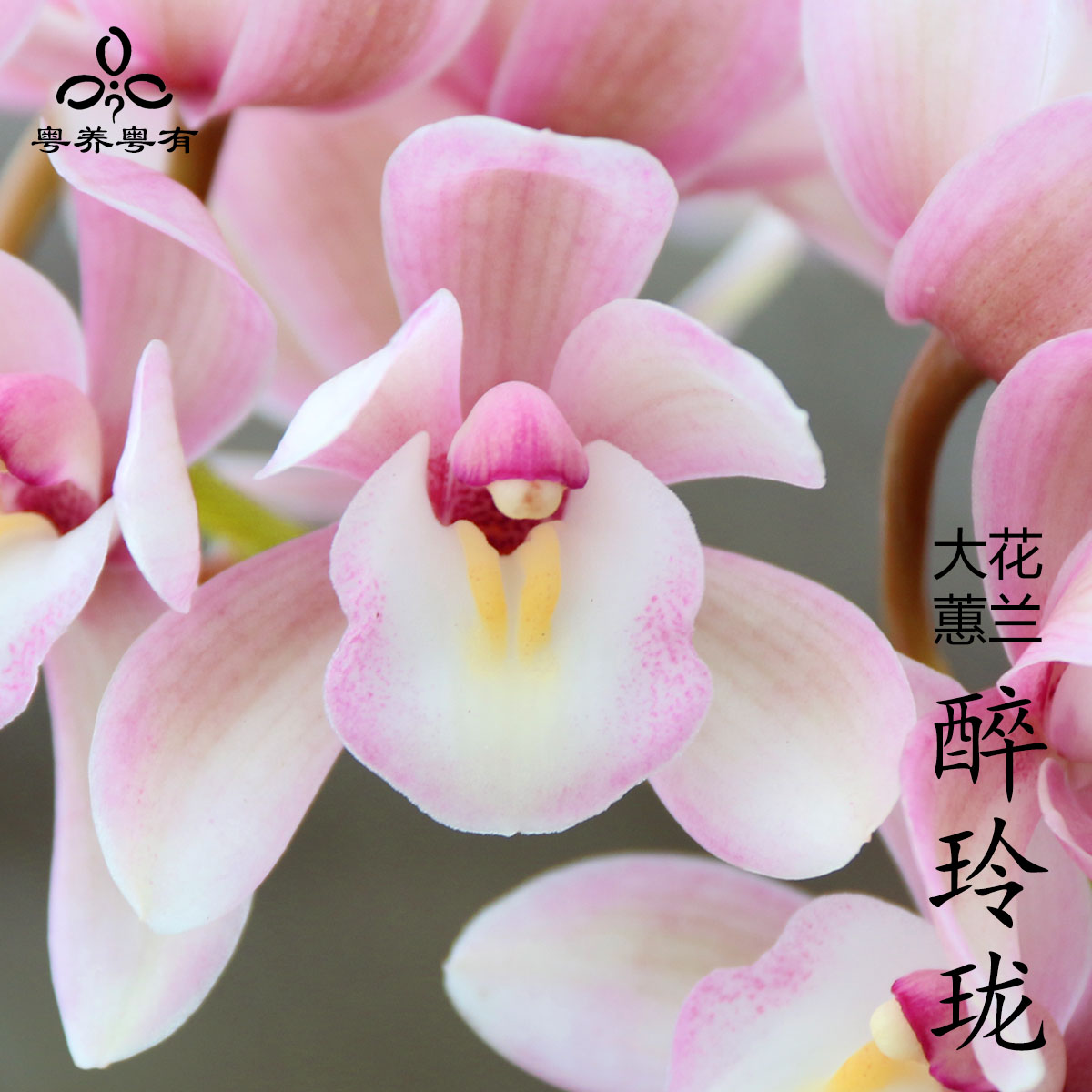 大花蕙兰惠兰粉色醉玲珑樱花香妃兰花苗直销翁源盆栽高端精品珍贵,淘宝优惠券,粉丝福利购,淘宝优惠卷