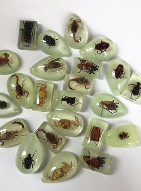 琥珀昆虫标本小学课本科普道具虫