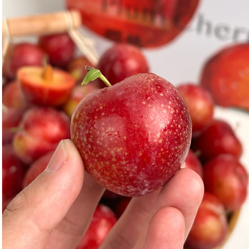 顺丰发货空运智利进口樱桃李子红心时令新鲜孕妇水果多汁整箱包邮,淘宝优惠券,粉丝福利购,淘宝优惠卷