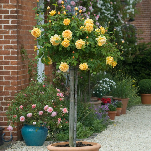 嫁接欧月棒棒糖树状月季花苗特大花浓香四季树形盆景别墅庭院植物 - 图2