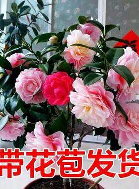 四季香妃山茶花树苗盆栽浓香型带花苞客厅室内花五色赤丹花卉植物