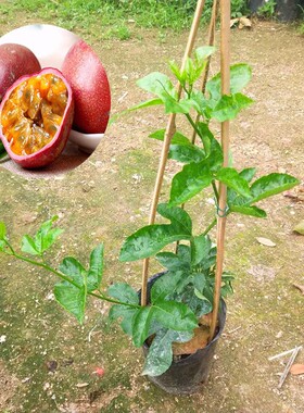 台湾金霸黄金百香果苗果树果苗北南方种植百香果树四季爬藤特大果