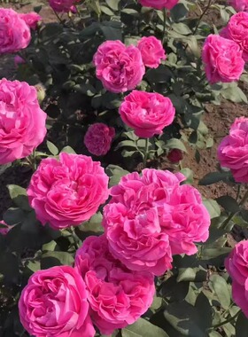 大花灌木 牡丹月季 品种月季花浓香大花月季花苗