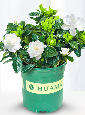 栀子花盆栽带花苞室内花浓香型办公室观花植物绿植小盆栽四季开花