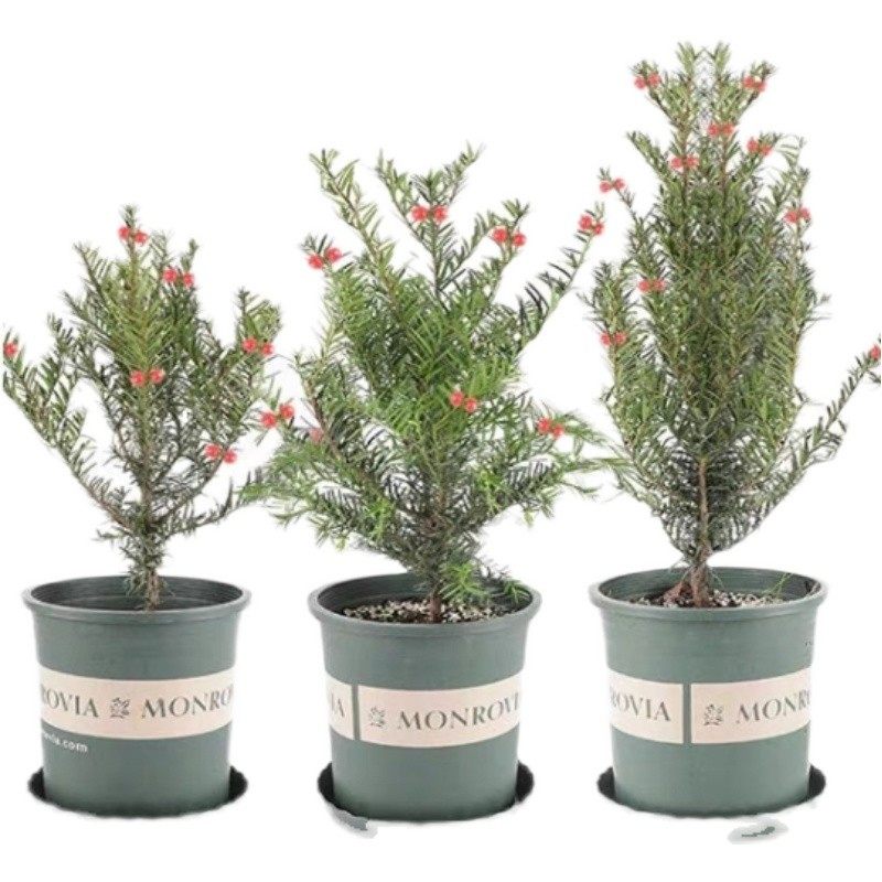 耐寒植物正宗红豆杉树苗花卉盆栽绿植盆景好养四季地亚室内外栽植,淘宝优惠券,粉丝福利购,淘宝优惠卷