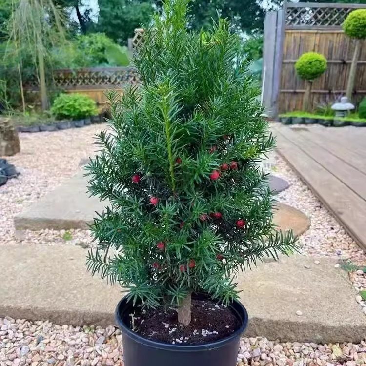 红豆杉盆栽带果发货曼地亚红豆杉大树苗室外庭院地栽耐寒盆景绿植,淘宝优惠券,粉丝福利购,淘宝优惠卷