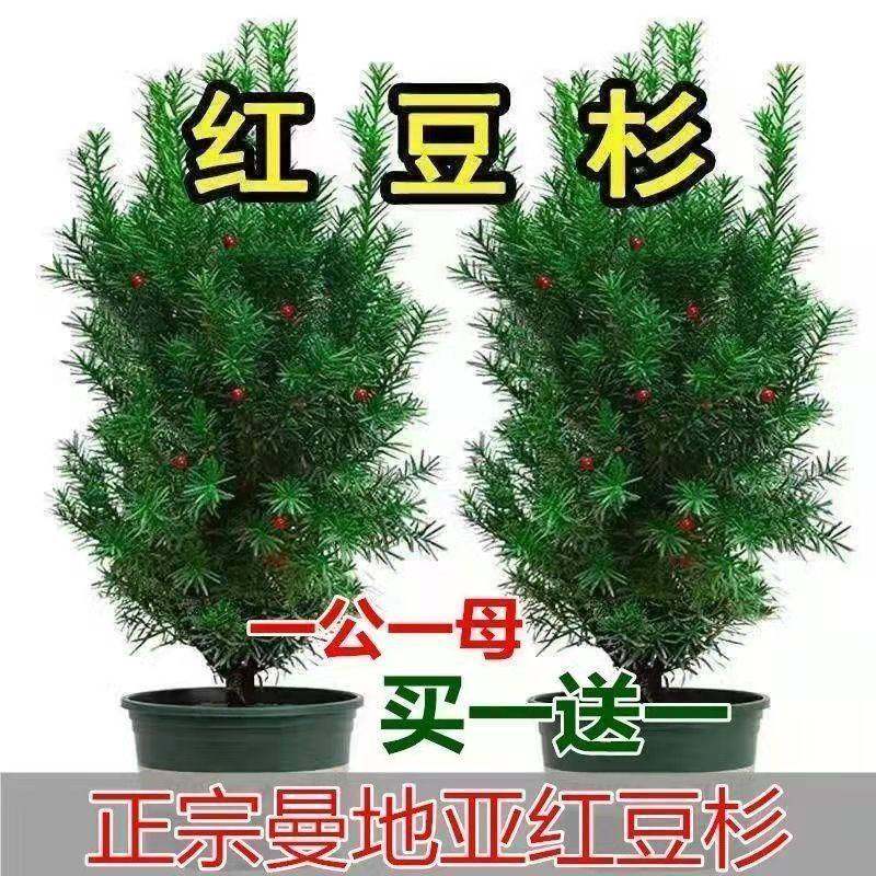 耐寒植物正宗红豆杉树苗花卉盆栽绿植盆景好养四季地亚室内外栽植,淘宝优惠券,粉丝福利购,淘宝优惠卷
