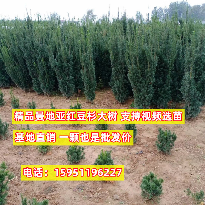 红豆杉树苗室内外净化空气除甲醛植物庭院地栽盆栽曼地亚红豆杉苗-图2