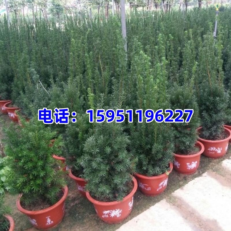 红豆杉盆栽带果发货曼地亚红豆杉大树苗室外庭院地栽耐寒盆景绿植,淘宝优惠券,粉丝福利购,淘宝优惠卷