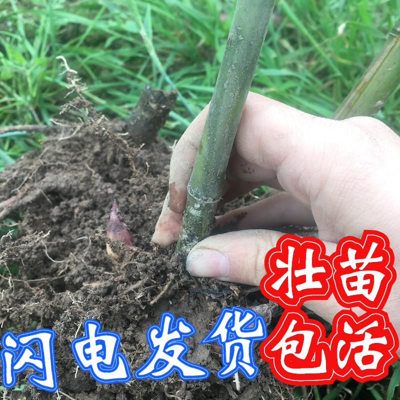 顺丰雷竹苗种植食用冬笋斑竹早园竹石刚桂竹毛竹大型楠竹苗子根鞭-图2