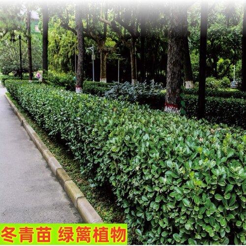 冬青树苗四季耐寒耐冻植物篱笆苗南北方围墙苗冬青苗庭院小区别墅 - 图1