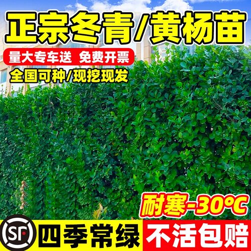 冬青树苗四季耐寒耐冻植物篱笆苗南北方围墙苗冬青苗庭院小区别墅 - 图0