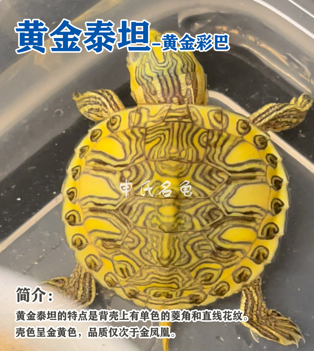 彩巴孔雀明王巴西龟变异巴西网红风水变异龟观赏龟巴西龟