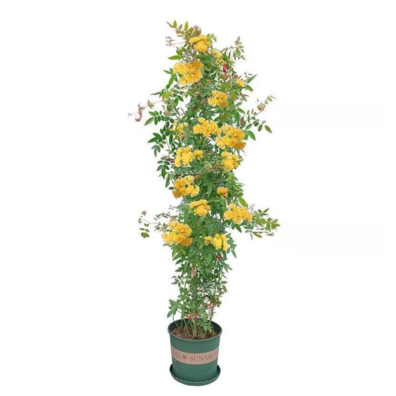 红木香黄木香白木香花树苗庭院耐寒爬藤攀援浓香花卉植物木香树苗