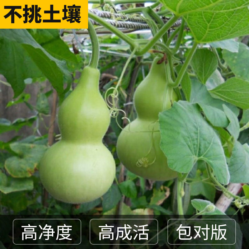 宝葫芦瓜种子食用菜葫芦可观赏可食用葫芦种籽酒葫芦厚肉早生易种,淘宝优惠券,粉丝福利购,淘宝优惠卷