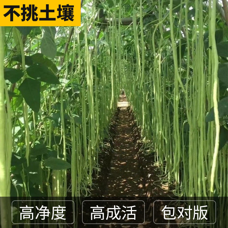 特长901豇豆种子需搭架豆角种籽高产老品种豆角种孑豆荚蔬菜种子,淘宝优惠券,粉丝福利购,淘宝优惠卷