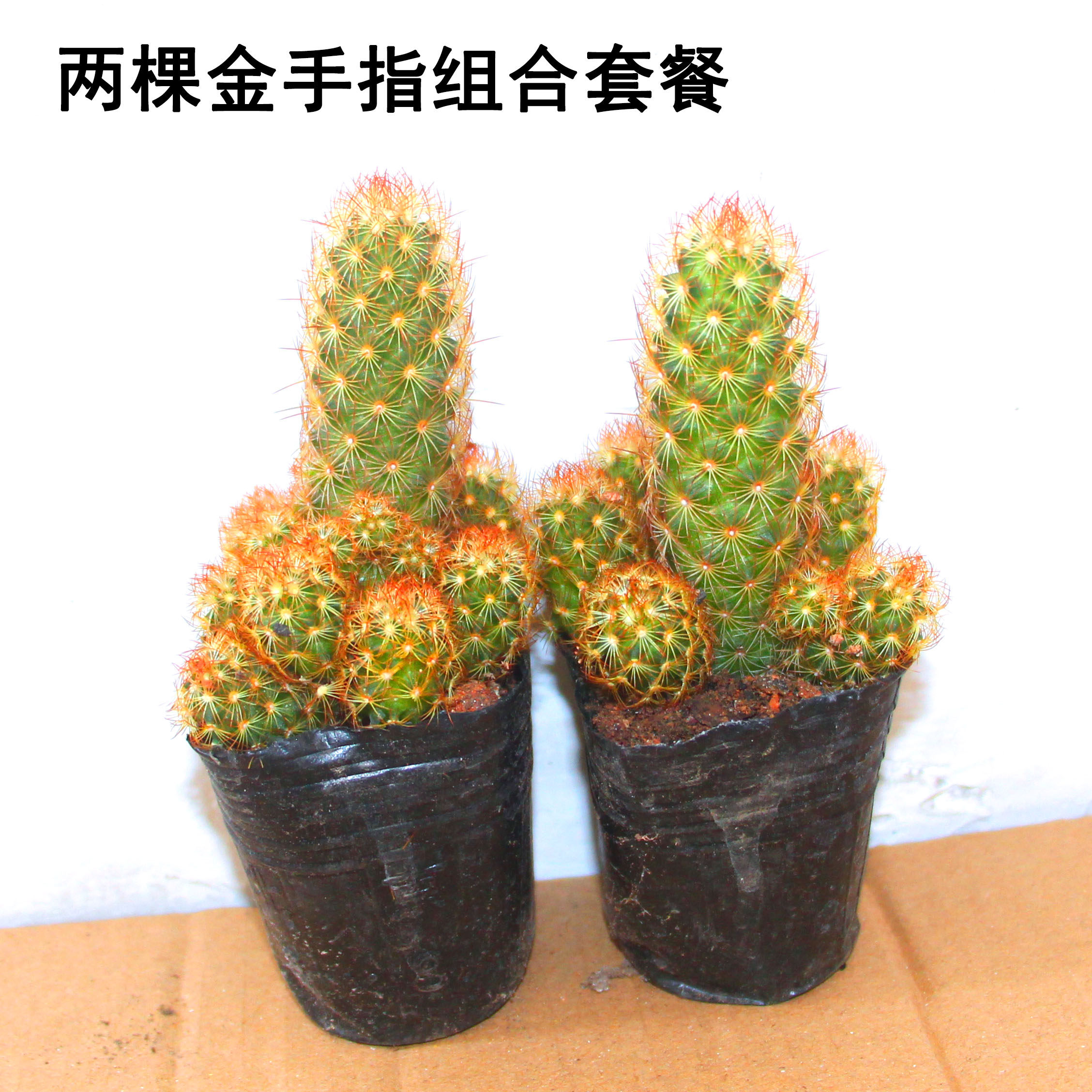 金手指多肉植物 仙人指仙人掌带盆栽好发货