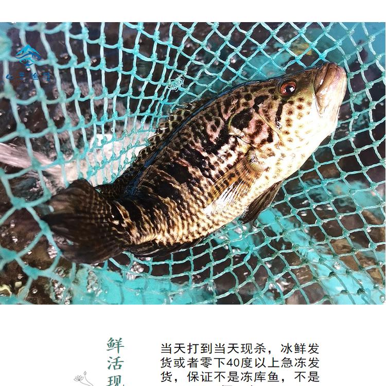 广西红水河淡水石斑鱼珍珠斑鱼鲜活现杀新鲜花鳜鱼花斑鱼老虎斑鱼 - 图1