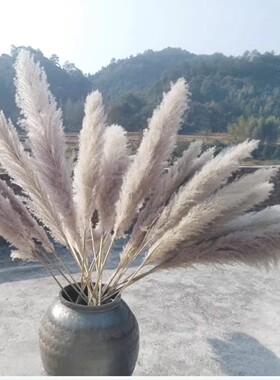 芦苇干花花束网红真花客厅摆设蒲苇大穗天然落地室内摆件仿真包邮