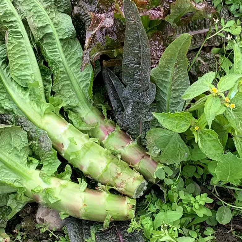 农家自种露天新鲜蔬菜 青莴笋 莴苣 青笋 莴笋叶 现摘现发5斤装包 - 图0