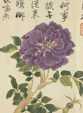 清邹一桂十香图古画花卉长卷