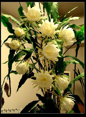 正宗昙花盆栽当年开鲜花