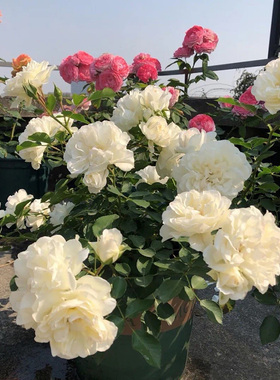 白米农藤本月季花大苗大花