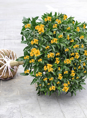 桂花树苗花卉沉香嫁接八月金桂