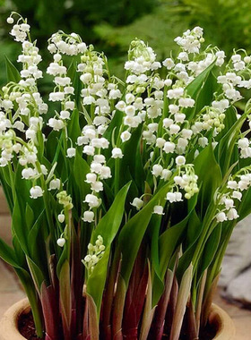 阳台庭院盆栽小型绿植浓香铃兰花苗花卉植物室内外花易种四季开