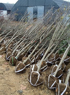 庭院装饰地栽大型高杆海棠树苗