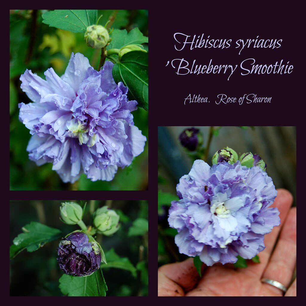 居家种植 蓝莓冰沙 木 槿 净化空气