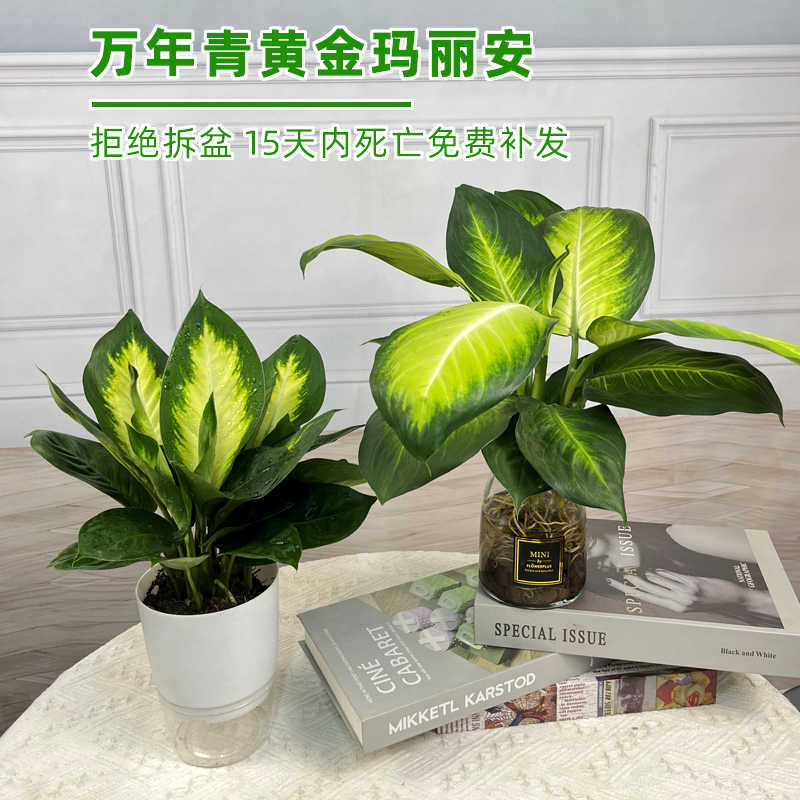 花万年青 新人首单立减十元 22年9月 淘宝海外 花万年青 新人首单立减十元 22年9月 淘宝海外